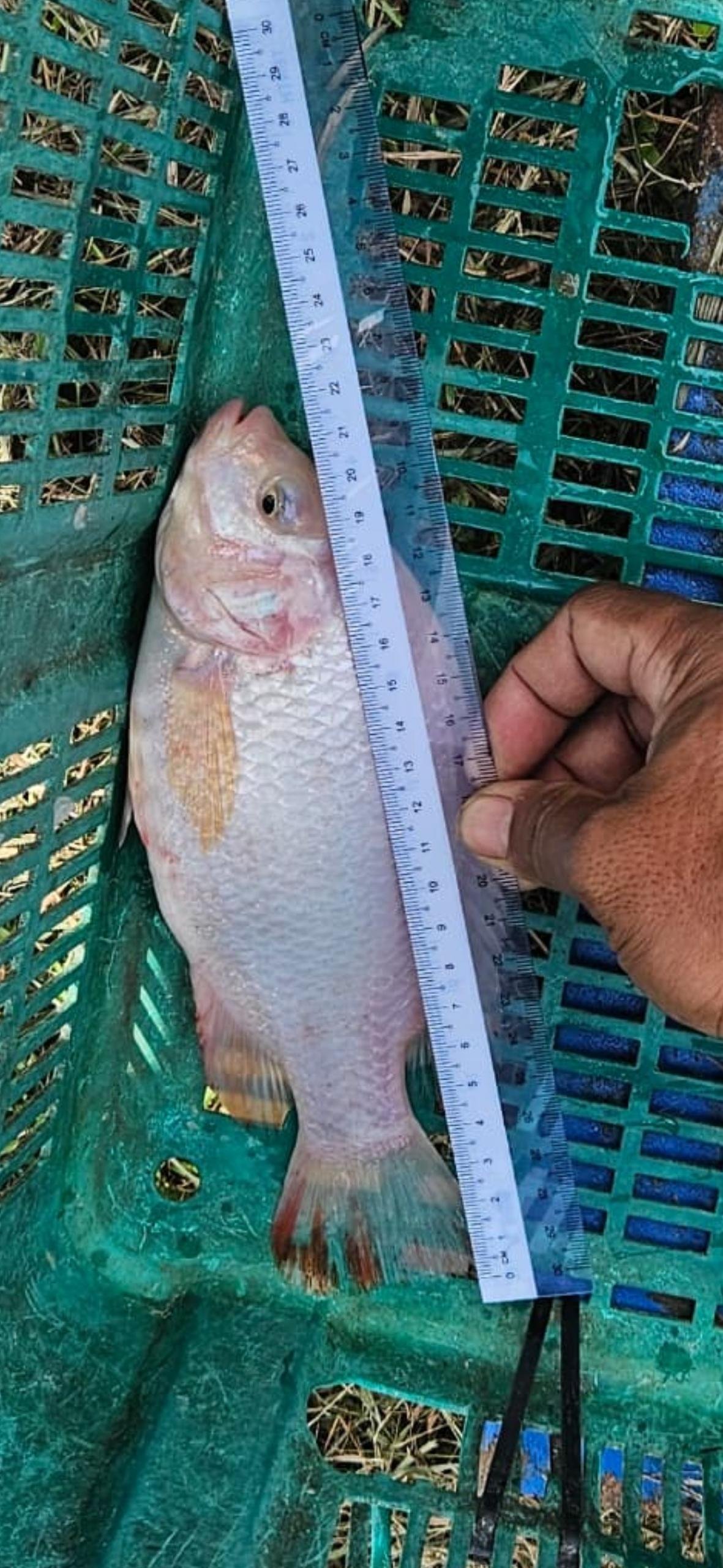 Fish on a measuring board